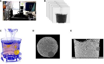 X-Ray CT Phenotyping Reveals Bi-Phasic Growth Phases of Potato Tubers Exposed to Combined Abiotic Stress